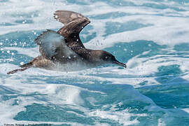 Puffin des Baléares