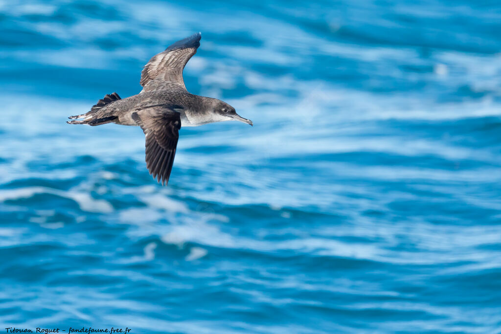 Balearic Shearwater