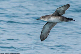 Balearic Shearwater