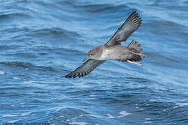 Balearic Shearwater