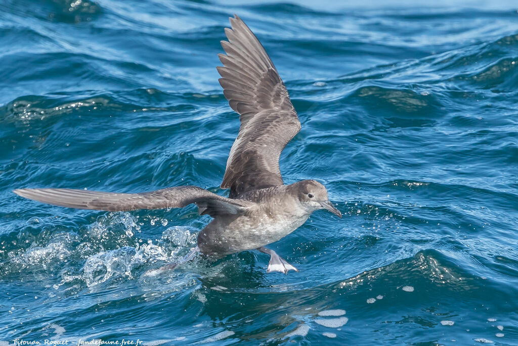 Balearic Shearwater