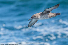 Puffin des Baléares