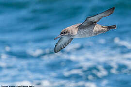 Balearic Shearwater