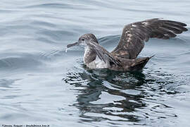 Puffin des Baléares