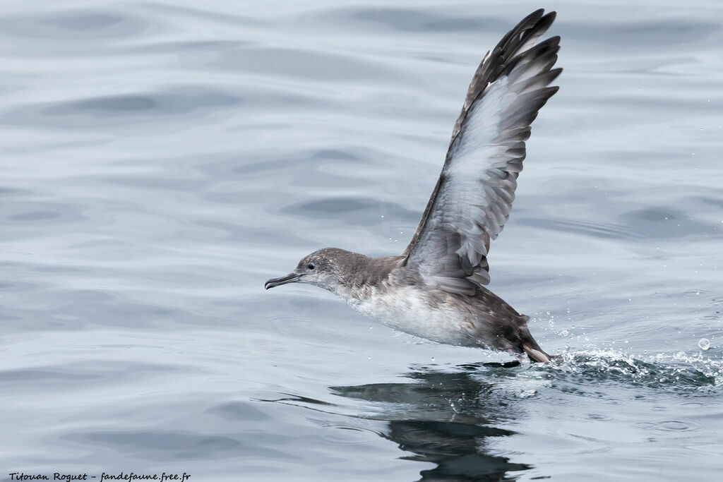 Balearic Shearwater