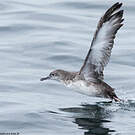 Puffin des Baléares