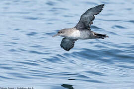 Balearic Shearwater