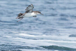 Puffin des Baléares