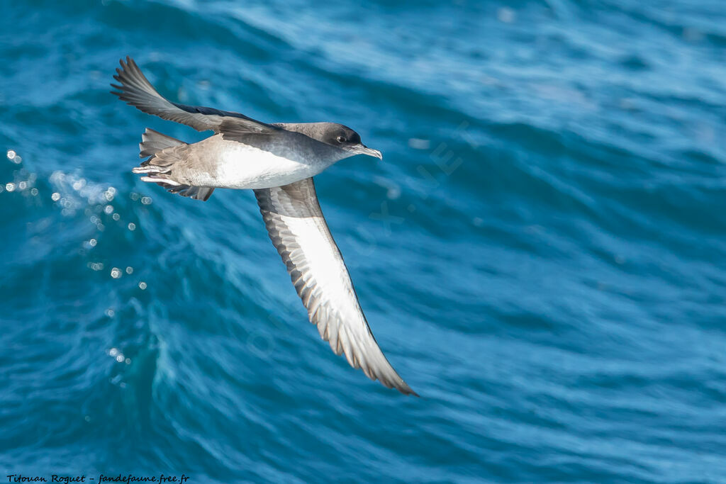 Balearic Shearwater