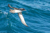 Puffin des Baléares