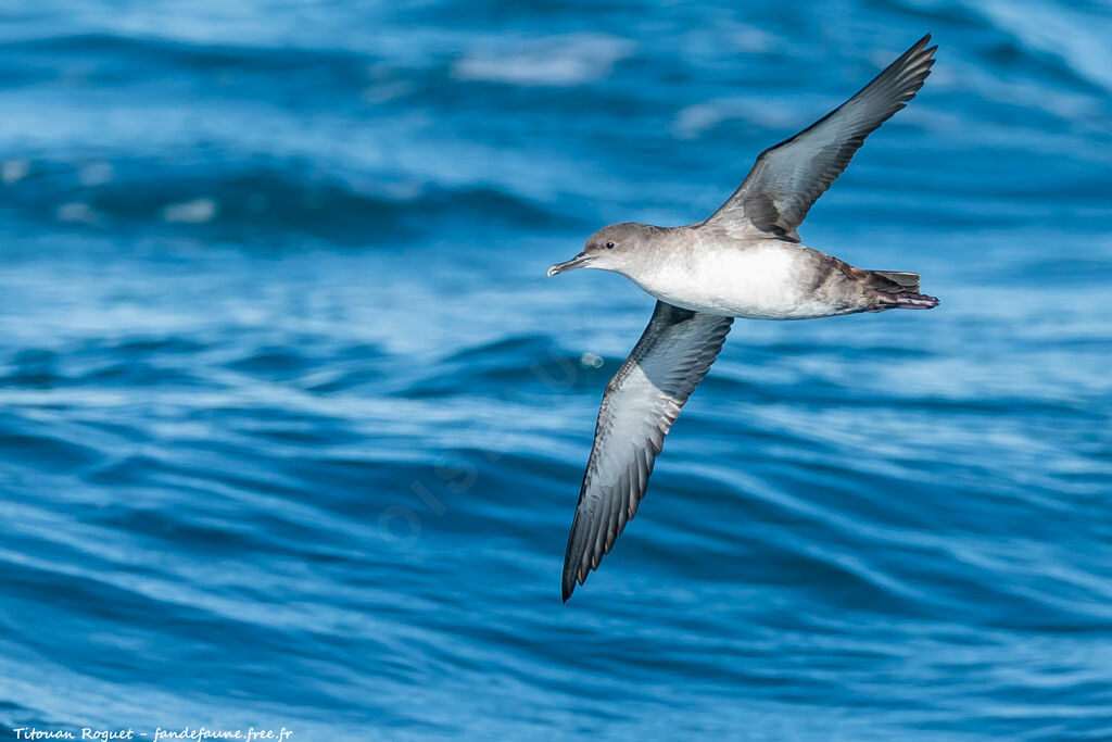 Puffin des Baléares