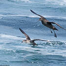 Puffin fuligineux