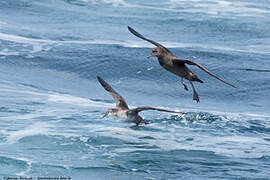 Sooty Shearwater