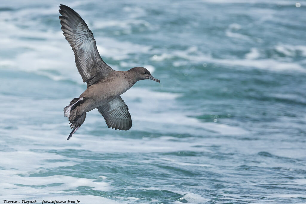 Sooty Shearwater