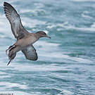 Puffin fuligineux