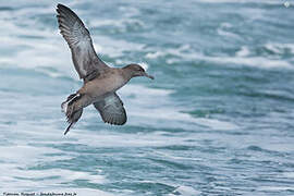 Sooty Shearwater