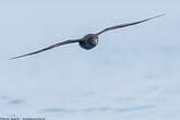 Puffin fuligineux