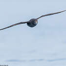 Puffin fuligineux