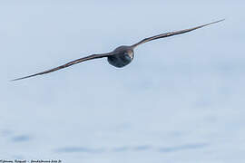 Sooty Shearwater