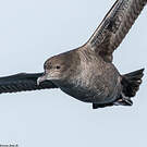 Puffin fuligineux