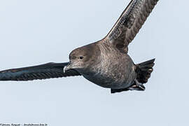 Sooty Shearwater