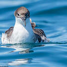 Puffin majeur