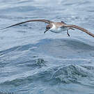 Puffin majeur