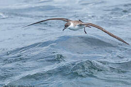 Great Shearwater