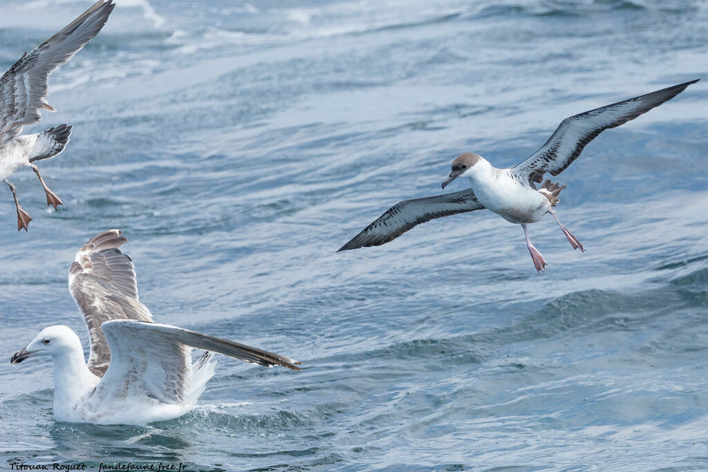 Great Shearwater