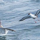 Puffin majeur