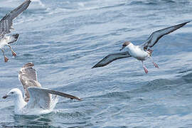 Great Shearwater