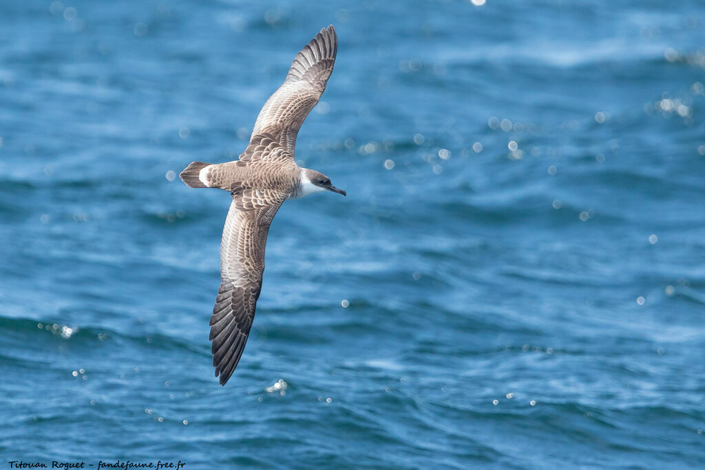 Great Shearwater