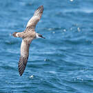 Puffin majeur