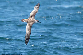 Great Shearwater