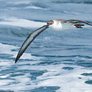 Puffin majeur