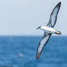 Puffin majeur