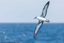 Great Shearwater