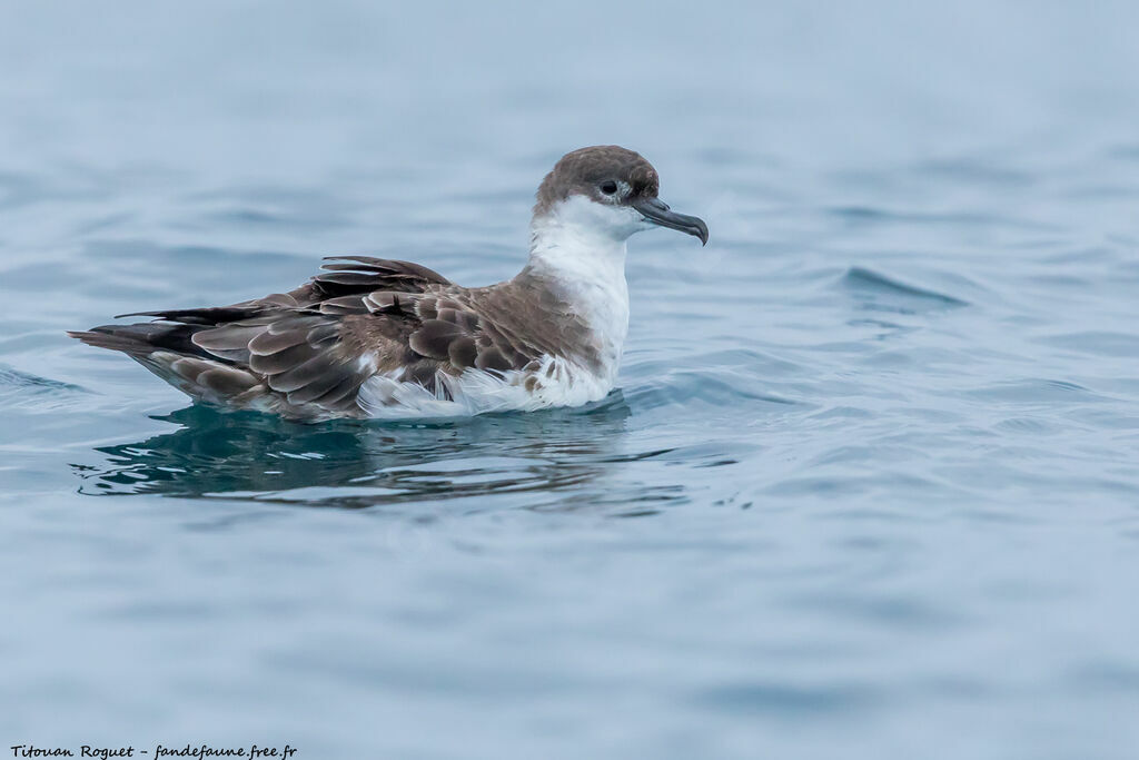 Great Shearwater