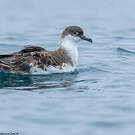 Puffin majeur