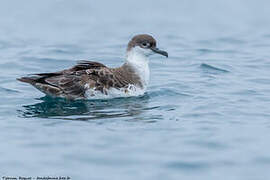 Great Shearwater