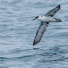 Puffin majeur