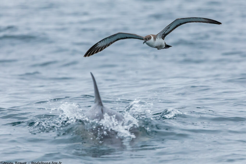 Great Shearwater