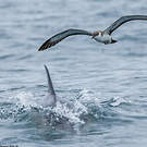 Puffin majeur