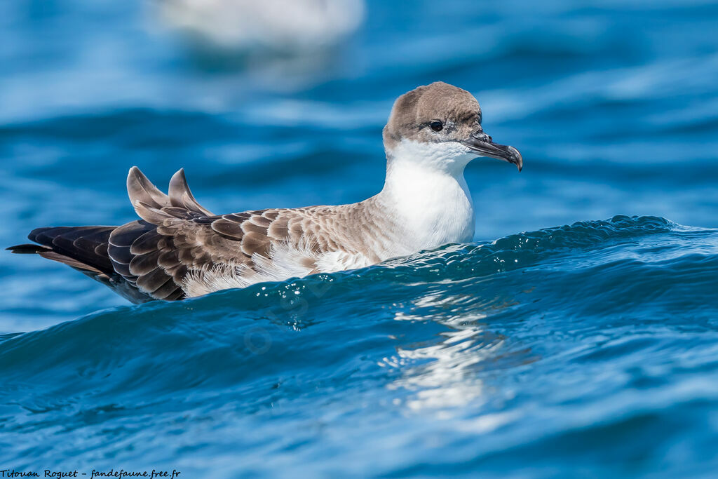 Great Shearwater