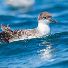 Puffin majeur