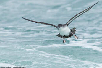 Puffin yelkouan