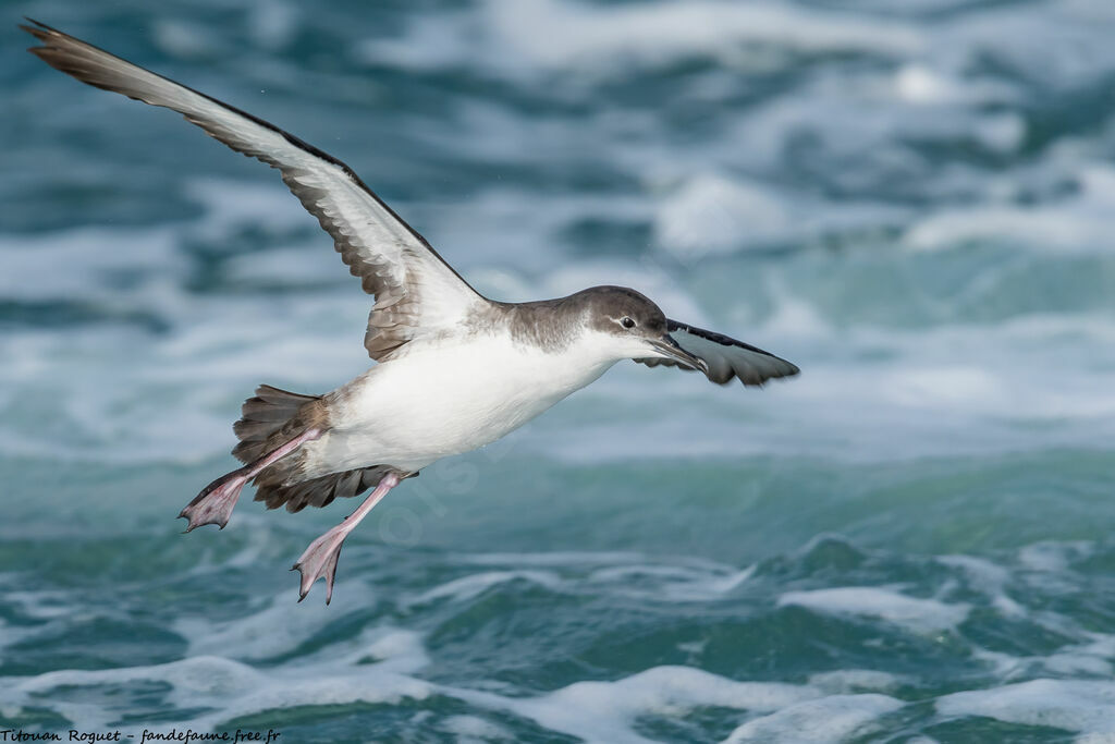 Yelkouan Shearwater