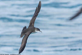 Yelkouan Shearwater