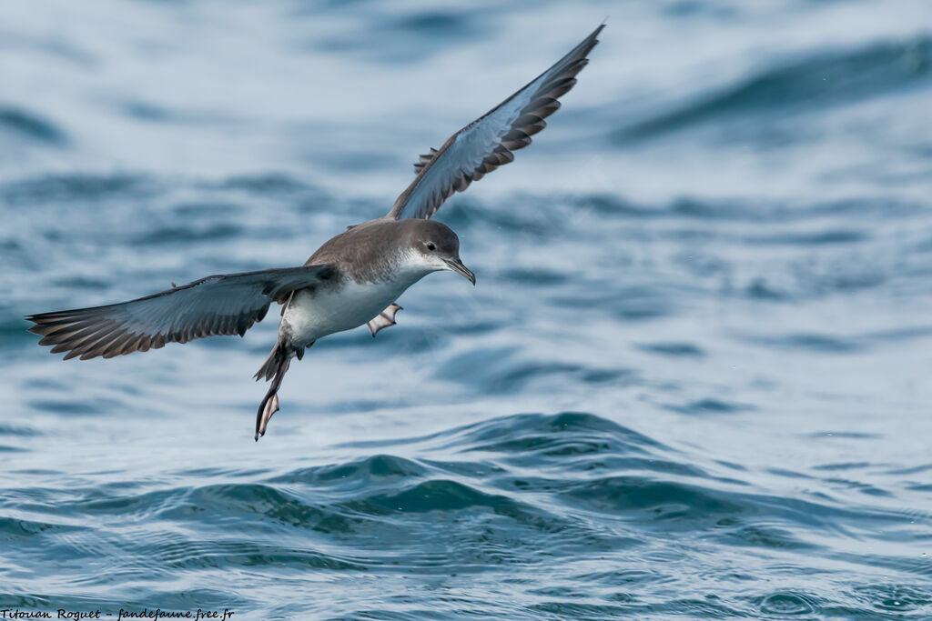 Yelkouan Shearwater