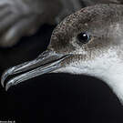 Puffin yelkouan